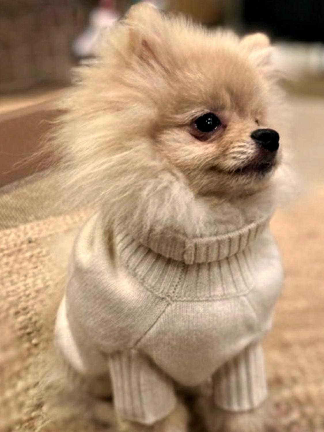  Bobbin & Tricot Bobbin & Tricot Cashmere Pet Pullover 